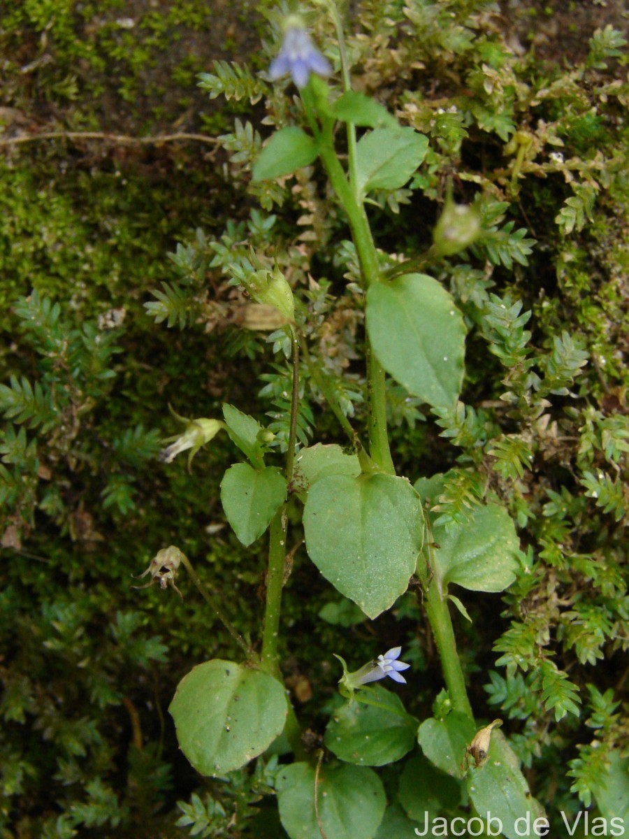 Lobelia alsinoides Lam.